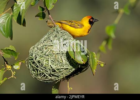 Un tisserand masculin moins masqué (Ploceus intermedius) assis sur son nid, en Afrique du Sud Banque D'Images