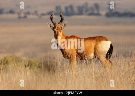 Un hartebeest rouge (Alcelaphus buselaphus) debout dans les prairies ouvertes, Afrique du Sud Banque D'Images