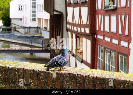 Vue panoramique de deux colombes sur le vieux pont de la ville d'Ulm avec ses belles maisons anciennes et pittoresques à colombages en Allemagne, par beau jour Banque D'Images