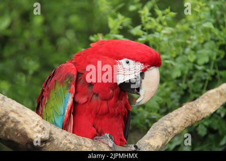 Un oiseau de Macaw à ailes vertes très coloré. Banque D'Images