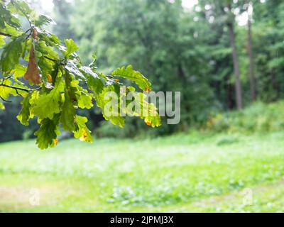 brindilles de chêne avec feuilles vertes humides et arbres flous sur fond le jour pluvieux d'été (attention sur les feuilles au premier plan) Banque D'Images