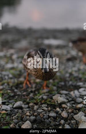 Un canard qui se dirige vers l'appareil photo dans un lac de Carinthie, en Autriche Banque D'Images