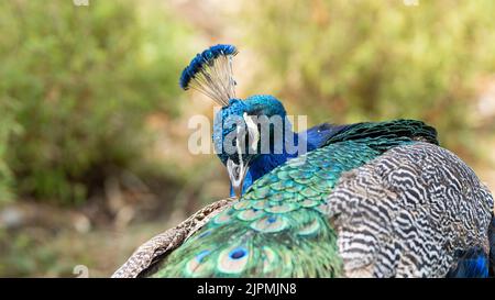 Même les plus petits détails sont importants pour ce paon, prêtant à la perfection pour capturer les yeux et le cœur de ce peahen chanceux. Banque D'Images