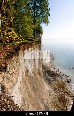 Rügen: Senkrecht abfallende Kreidefelsen, Wissower Klinken, Nationalpark Jasmund (hochformat) * falaises abruptes de chaux de l'île de Rügen Banque D'Images