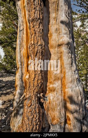 Tronc de pin de Bristlecone, Pinus longaeva, parc national de Great Basin, Nevada, États-Unis Banque D'Images