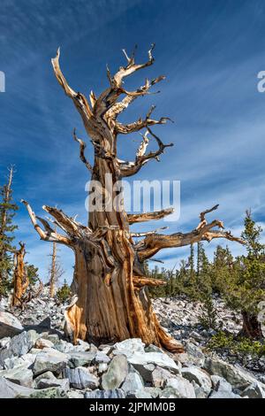 PIN de Bristlecone mort, Pinus longaeva, parc national de Great Basin, Nevada, États-Unis Banque D'Images