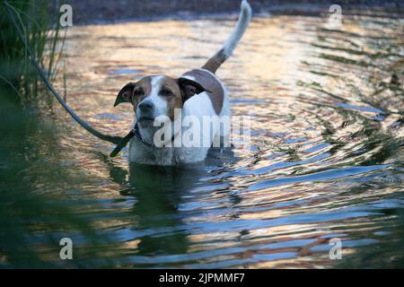 Un chien de ferme danois suédois de douze ans prend un bain dans une crique. Cette race, originaire du Danemark et du sud de la Suède, est vivante et amicale. Banque D'Images