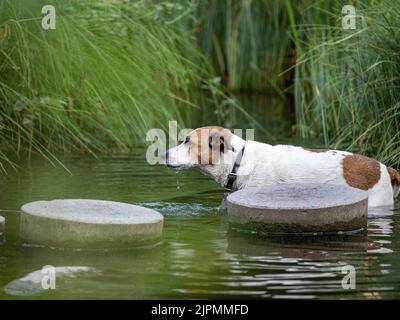 Un chien de ferme danois suédois de douze ans prend un bain dans une crique. Cette race, originaire du Danemark et du sud de la Suède, est vivante et amicale. Banque D'Images