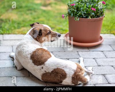 Ferme suédoise danoise de douze ans, située sur une terrasse. Cette race, originaire du Danemark et du sud de la Suède, est vivante et amicale. Banque D'Images