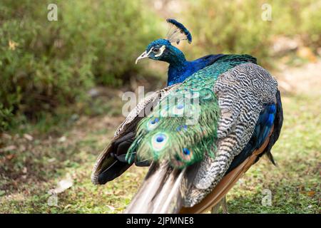 Même les plus petits détails sont importants pour ce paon, prêtant à la perfection pour capturer les yeux et le cœur de ce peahen chanceux. Banque D'Images