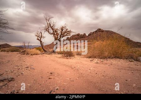 Arbre dans le désert dans le parc naturel de Timna à Negev, Eilat Israël Banque D'Images