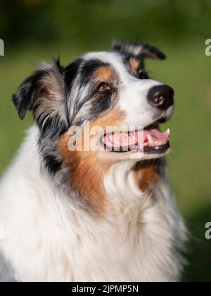 Portrait de la tête et des épaules d'un berger australien. Banque D'Images