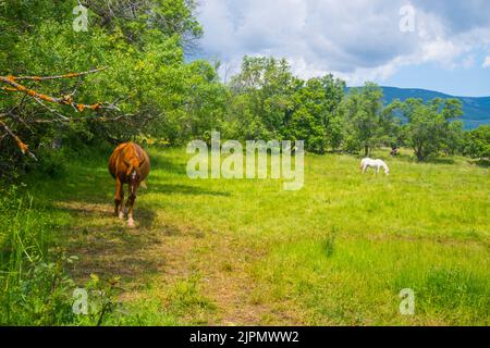 Chevaux dans un pré. Pinilla de Buitrago, province de Madrid, Espagne. Banque D'Images
