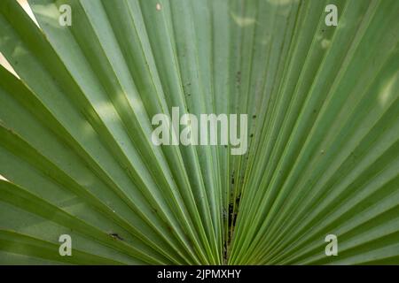 Le palmier Palmyra ou le palmier à sucre est un arbre omniprésent. Borassus flabellifer, le palmier asiatique Palmyra ou le palmier Toddy est originaire de l'Asie du Sud et du Sud-est. Banque D'Images