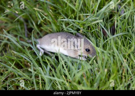 Souris de maison Mus musculus Hiding dans l'herbe d'un chat dans le jardin vert Banque D'Images