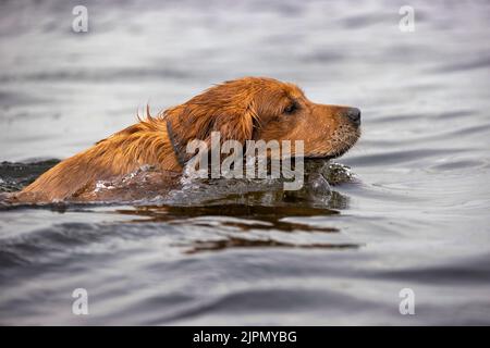 Chien Golden Retriever nageant dans un lac. Banque D'Images