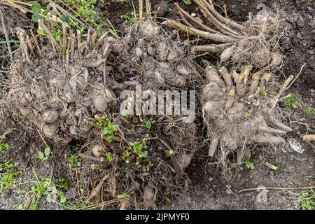 Dahlia tubercules juste levé pour l'hiver Banque D'Images