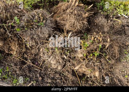 Dahlia tubercules juste levé pour l'hiver Banque D'Images