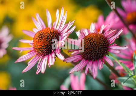 Une zone de croissance dynamique de l'Echinacea Purpurea également connu sous le nom de Purple Coneflower, jardin à Prague, République tchèque. Fond d'écran HD, 4K arrière-plan Banque D'Images