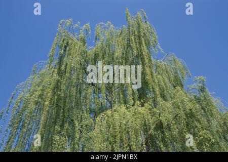 Le feuillage d'un saule pleurant vu d'en dessous, Salix babylonica, Salicaceae Banque D'Images