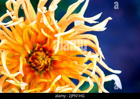 Magnifique grand bourgeon orange jaune fleuri dahlia sur fond bleu flou en automne jardin botanique plat. Variété de fleurs de la tête de lit. Bobinage long Banque D'Images