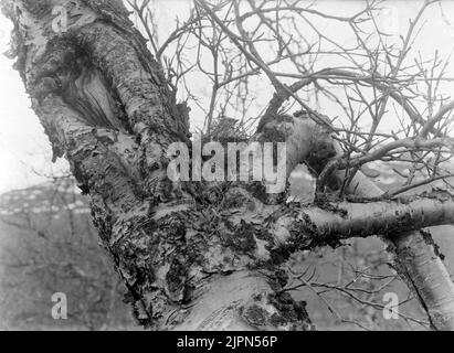 Graysiskan, Acanthis Linaris, dans Boetabiskojaure Gråsiskan, Acanthis linaris, i boetAbiskojaure Banque D'Images