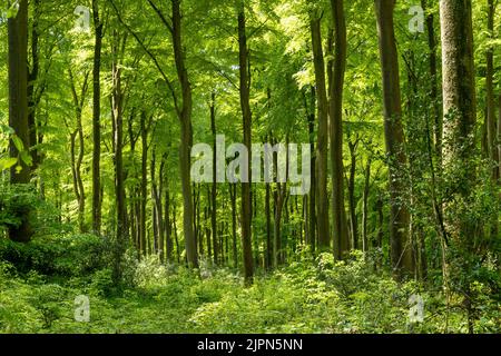 France, Seine Maritime, Saint Pierre en Val, Forêt de l'UE, Forêt des sangsues, hêtre européen (Fagus sylvatica) // France, Seine-Maritime (76), Saint-Pierre- Banque D'Images