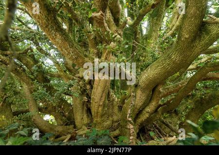 France, Seine Maritime, Maucomble, Maucomble buis (Buxus) // France, Seine-Maritime (76), Maucomble, le buis de Maucomble (Buxus) Banque D'Images