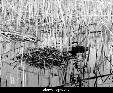 Podiceps Rubricollis, Red -Necked Dopping, à la propriété. Barasjön, Skåne Podiceps rubricollis, rödhalsad saut, vid boet. Barasjön, Skåne Banque D'Images