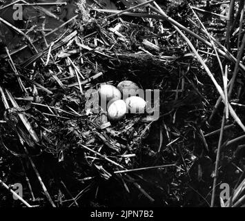 Séjour par Podiceps Rubricollis, Red -Necked Dopping, Lusslövs Moss 7 juin 1939 Bo av Podiceps rubricollis, rödhalsad dopping, Ljurslövs mosse 7 juni 1939 Banque D'Images