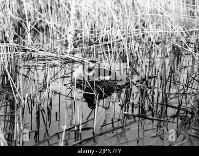 Podiceps Rubricollis, Red -Necked Dopping, dans le domaine. Juste, Skåne Podiceps rubricollis, rödhalsad saut, i boet. Bara, Skåne Banque D'Images