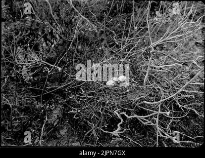 Oie grise - examiner cinereus 12/5-1912 Grågås - Anser cinereus 12/5-1912 Banque D'Images