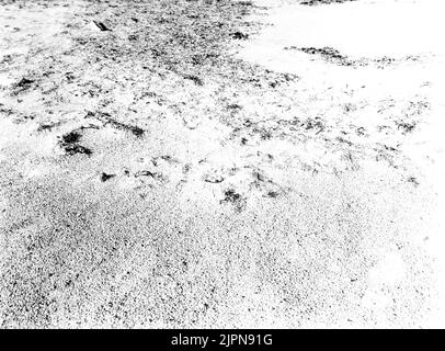 Séjournez à côté de grands amateurs de plage (Charadrius Hiaticula) 21 mai 1936. Bo av större strandpipare (charadrius hiaticula) 21 Maj 1936. Banque D'Images