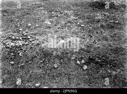 Séjournez pour les plus grands amateurs de plage (Charadrius Hiaticula) 9 mai 1904. Bo för större strandpipare (Charadrius hiaticula) 9 Maj 1904. Banque D'Images