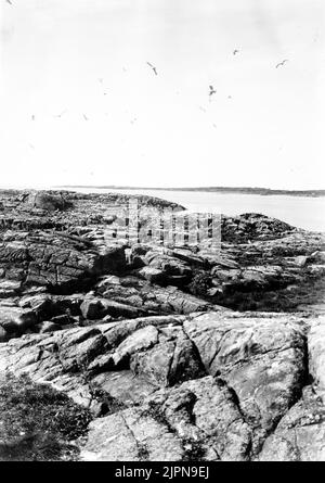 Pacage, Larus argentatus, partie d'Orskär avec beaucoup de boîtes grises, en arrière-plan Hland temps Gråtrut, Larus argentatus, Parti av Orskär med mängder av gråtrutar, i bakgrunden Hallandsväderö Banque D'Images