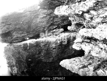 Résidence pour les porcs de hareng (Uria troile). Boplats för sillgrislor (Uria troile). Banque D'Images