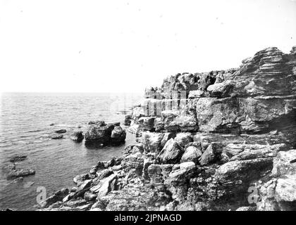 Résidence pour cochons de hareng (Uria troile) Boplats för sillgrislor (Uria troile) Banque D'Images