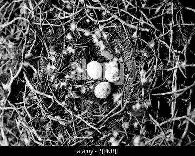 Bo AV Ormvråk (Buteo Buteo) 25 mai 1922 Bo av Ormvråk (Buteo buteo) 25 Maj 1922 Banque D'Images
