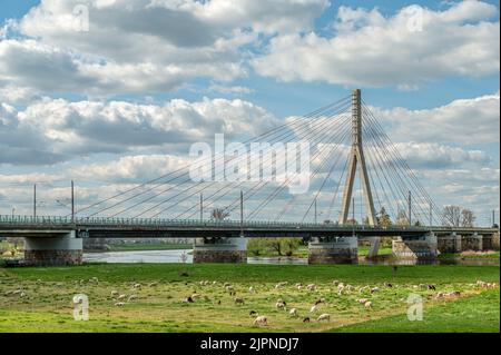 Troupeau de moutons aux ponts de l'Elbe Niederwartha sur la rive gauche de l'Elbe, Dresde, Saxe, Allemagne Banque D'Images