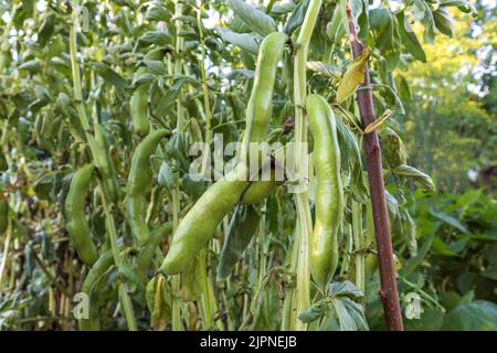 Les petits pois verts poussent dans le jardin par temps ensoleillé Banque D'Images