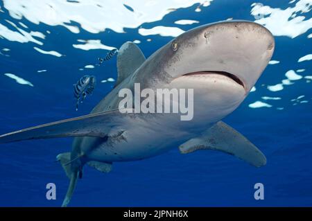 Requin océanique à pointe blanche (Carcharhinus longimanus) avec poissons pilotes, Bahamas, Caraïbes Banque D'Images