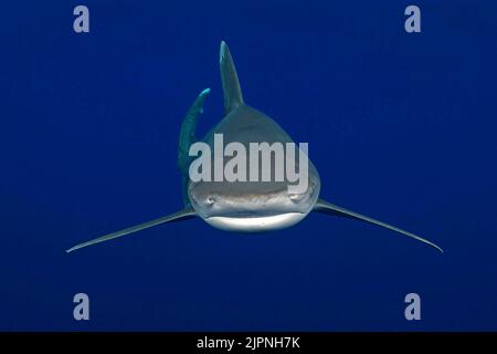 Requin océanique à pointe blanche (Carcharhinus longimanus), Bahamas, Caraïbes Banque D'Images