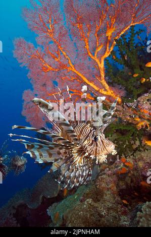 Lionfish commun ou Lionfish rouge (Pterois volitans) à un marin rouge dans un récif de corail, Papouasie-Nouvelle-Guinée, Océan Pacifique Banque D'Images