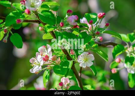 fleurs roses en fleurs et bourgeons non ouverts d'un pommier sur une branche par temps ensoleillé sur un fond de feuilles vertes fraîches Banque D'Images