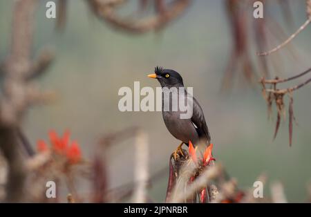 jungle myna oiseau. jungle myna est un myna, un membre de la famille étoilée. Banque D'Images