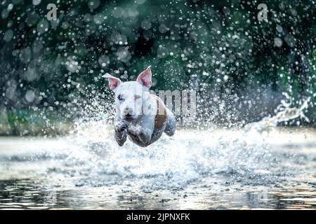 le bull terrier à fosse nage et joue dans l'eau du lac Banque D'Images