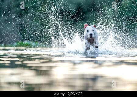 le bull terrier à fosse nage et joue dans l'eau du lac Banque D'Images