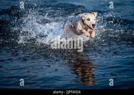 le terrier de taureau de fosse saute dans l'eau et scanne les gouttes autour Banque D'Images