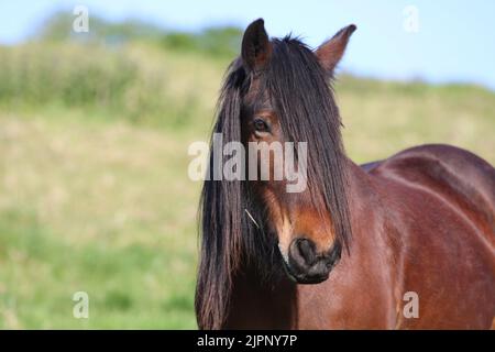 La famille d'images de la tête en filage de poney tombé ressemble à celle du Royaume-Uni Banque D'Images