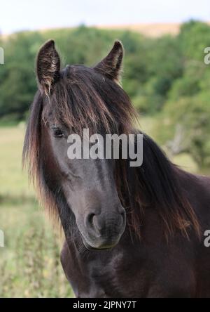 Yearling Filly est tombé Pony North Yorkshire Royaume-Uni Banque D'Images